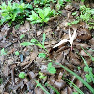 豪门重生之天才风水师