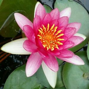 双胞胎宝宝的总统爹地-腹黑宝宝斗爹爹|冷酷双