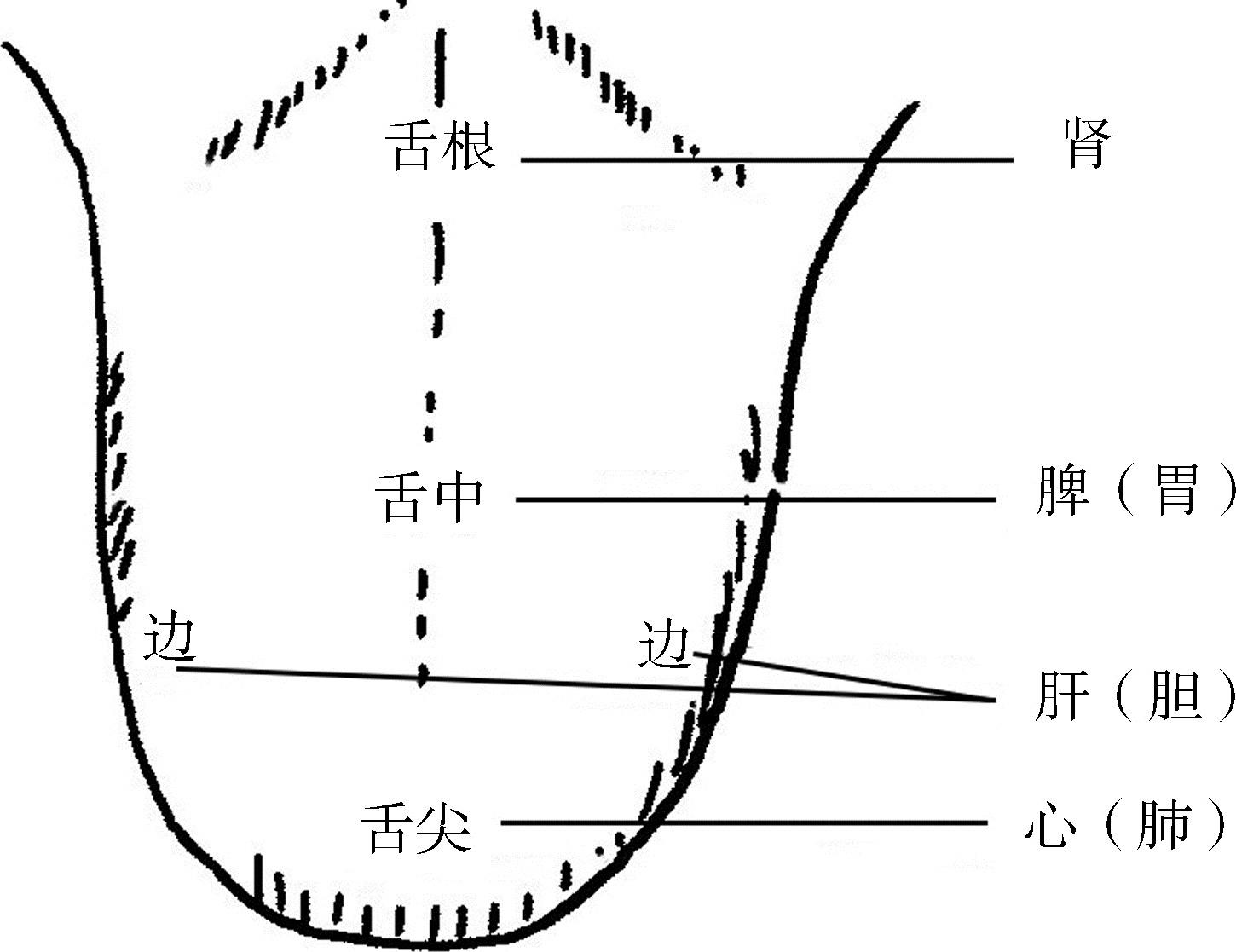 图1-7 舌面脏腑部位分属图