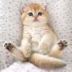 痴傻毒妃不好惹-乔小夕-穿越时空