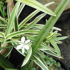 三叶主题曲和弦吉他谱