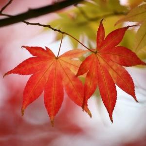 摄政王的小狼妃