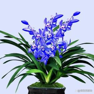 来生再爱你一回