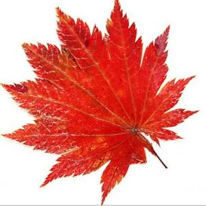 红枫叶
