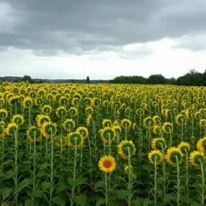 阿涵过客尤克里里简谱