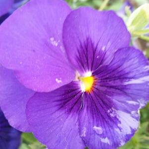 双胞胎宝宝的总统爹地-腹黑宝宝斗爹爹|冷酷双