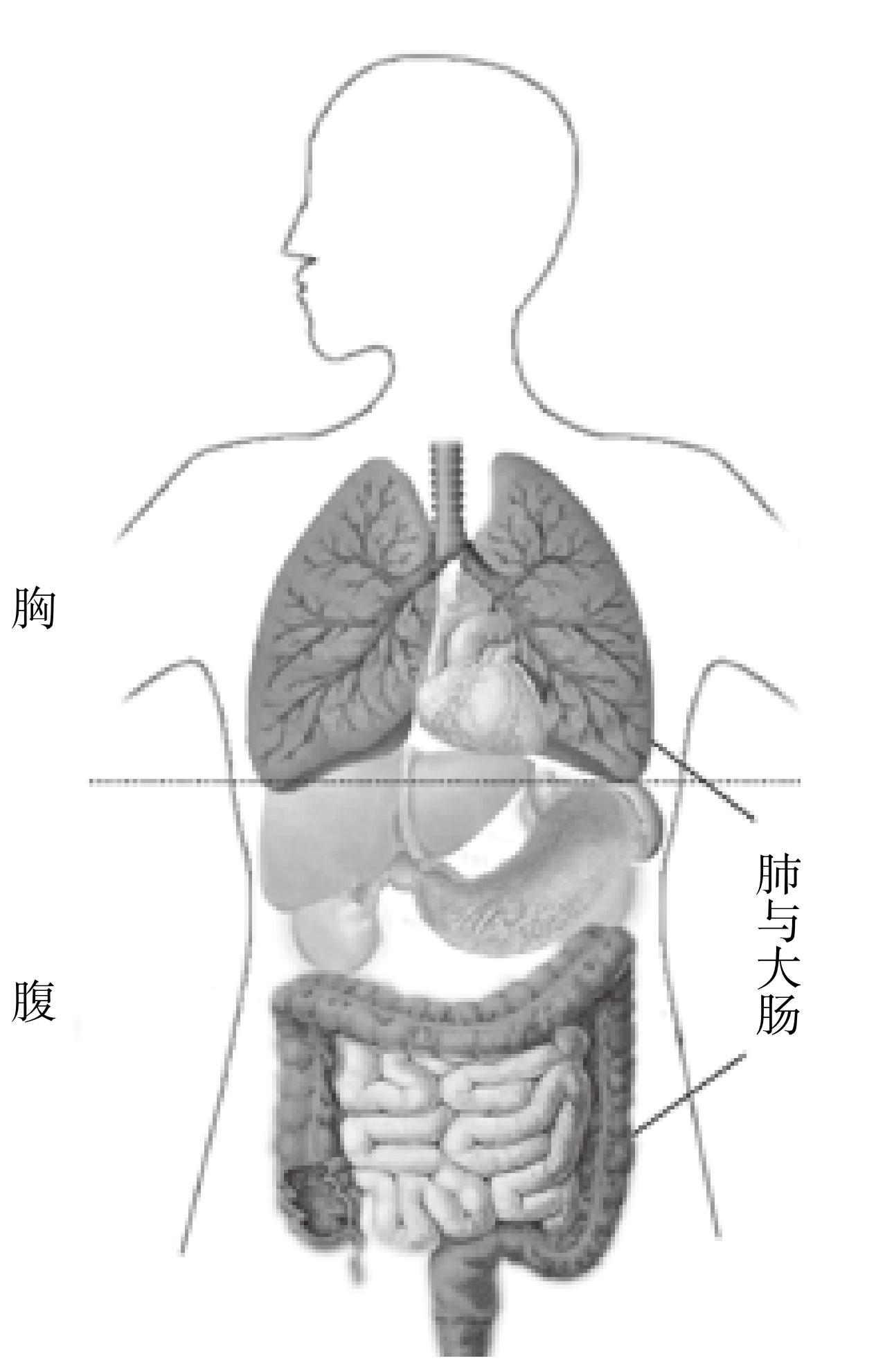 揉肚子的学问:事半功倍的腹部按摩法最新章节_刘高峰著_掌阅小说网