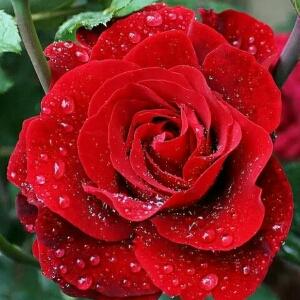 蛇王专宠:兔妃,红烧了吃