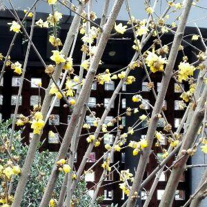 报告王爷:虎妃要爬墙