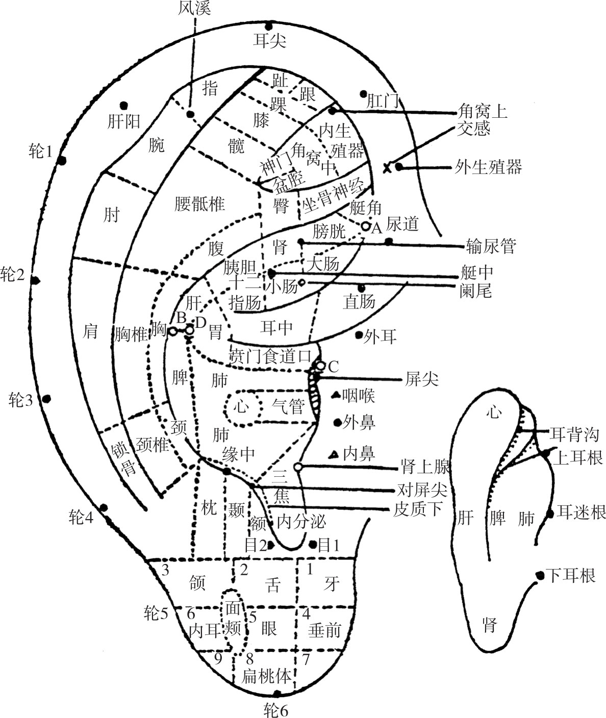 耳诊法 