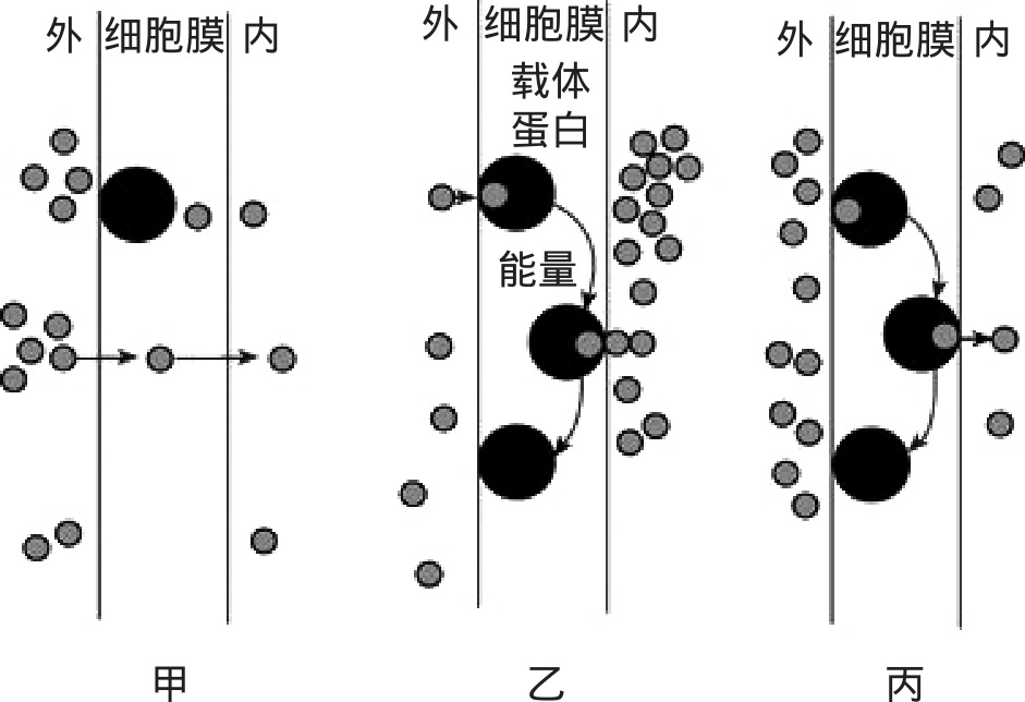 又称 载体转运,载体是细胞膜上镶嵌的