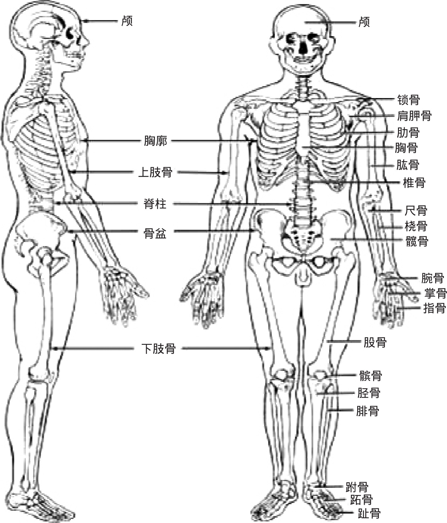 人体解剖生理基础(高职)