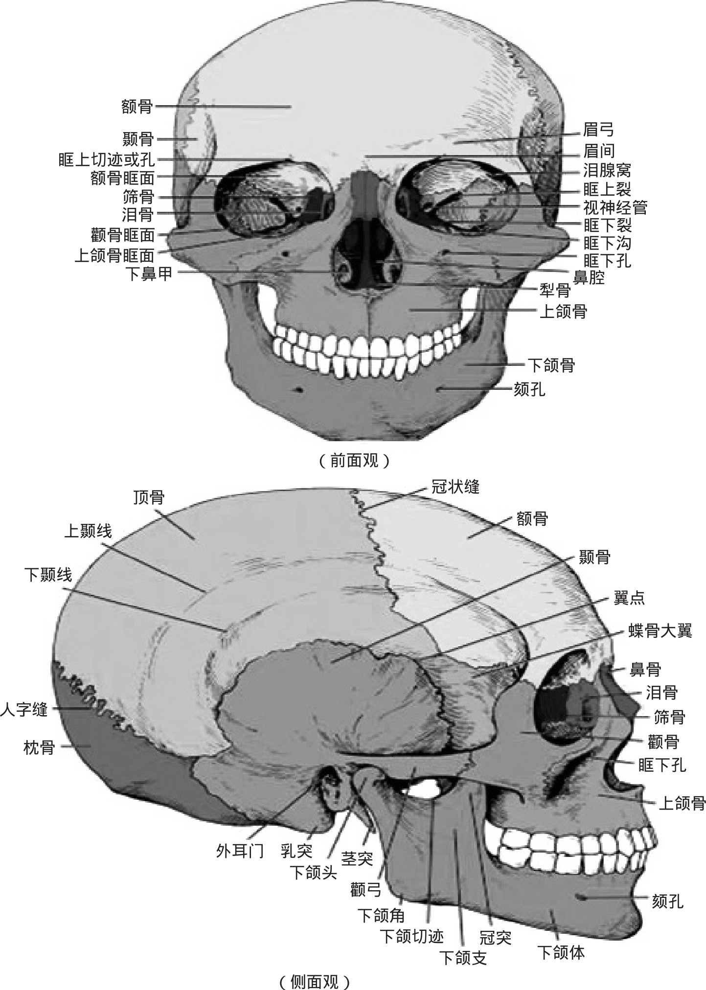 颅的侧面观          中部有外耳门,其前为颧弓,后为乳突,两者均可在