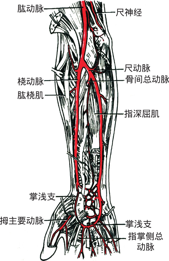 桡动脉:自肱动脉发出后,先经肱桡肌与旋前圆肌之间,然后在肱桡