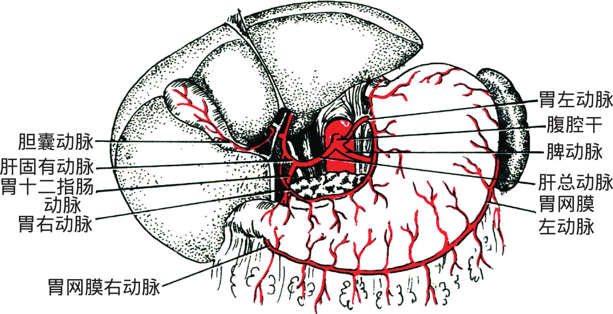 图4-27 腹腔干及其分支(胃前面)