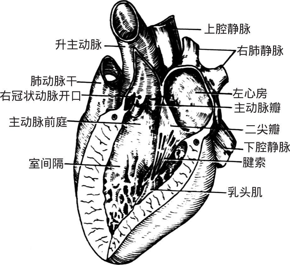 左心房的前下部有左房室口,通向左心室(图4-11). 4.