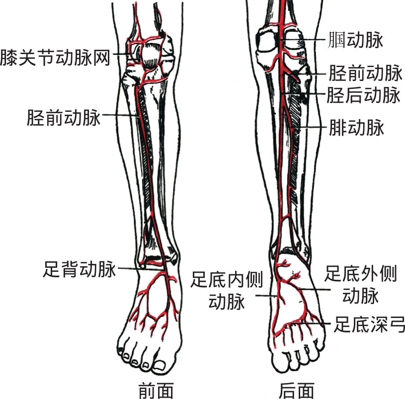图4-36 小腿和足部的动脉