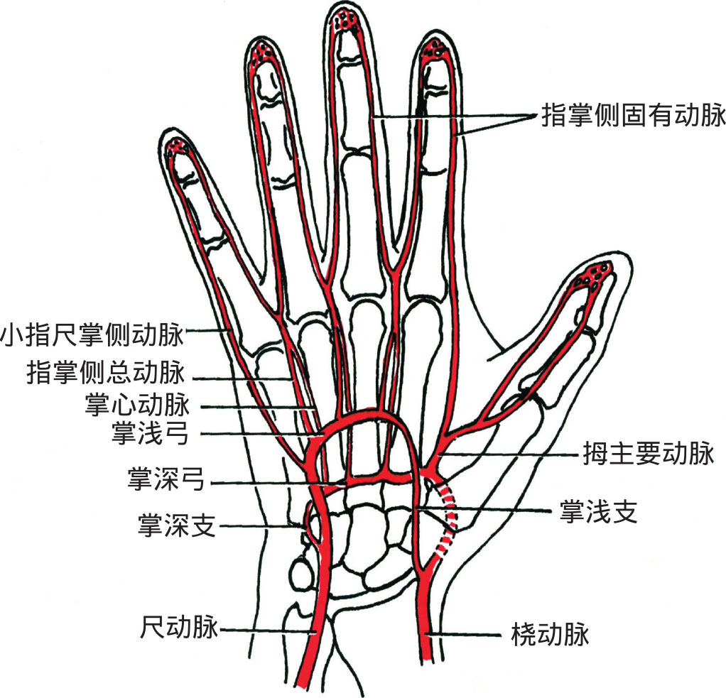 掌浅弓和掌深弓:掌浅弓位于掌腱膜深面,由尺动脉的末端和桡动脉
