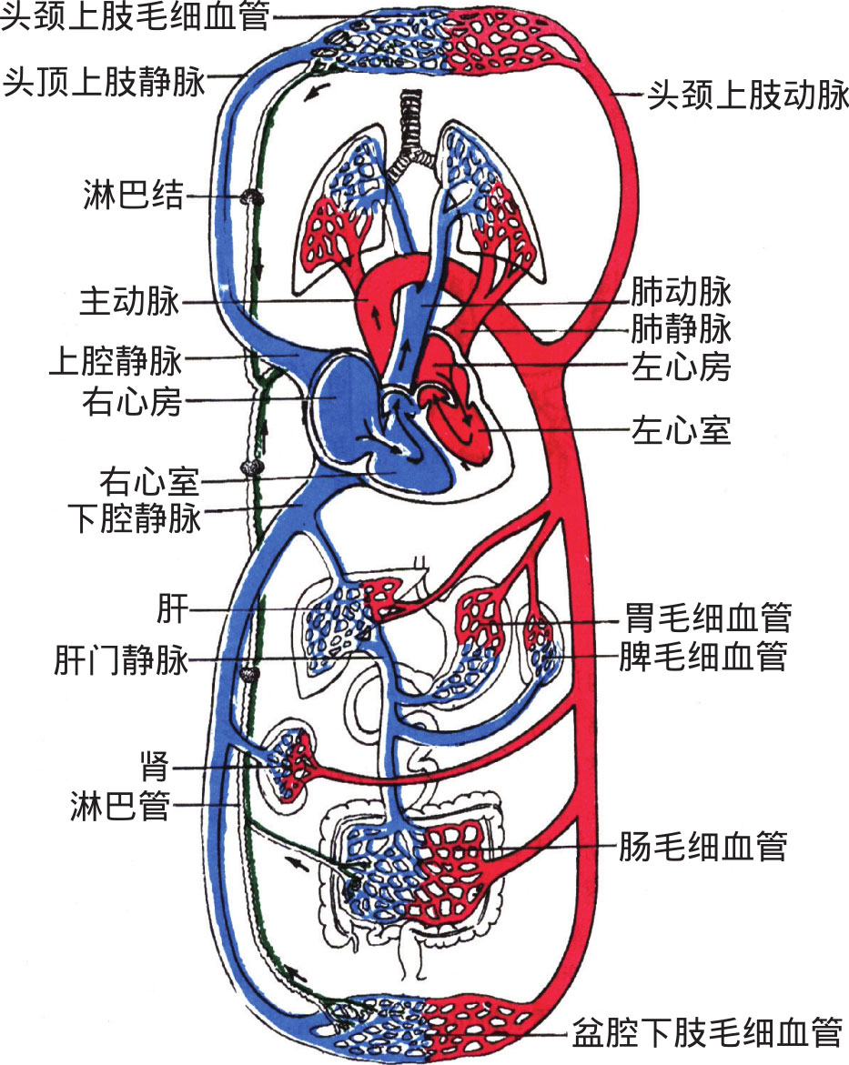 图4-4 血液循环示意图