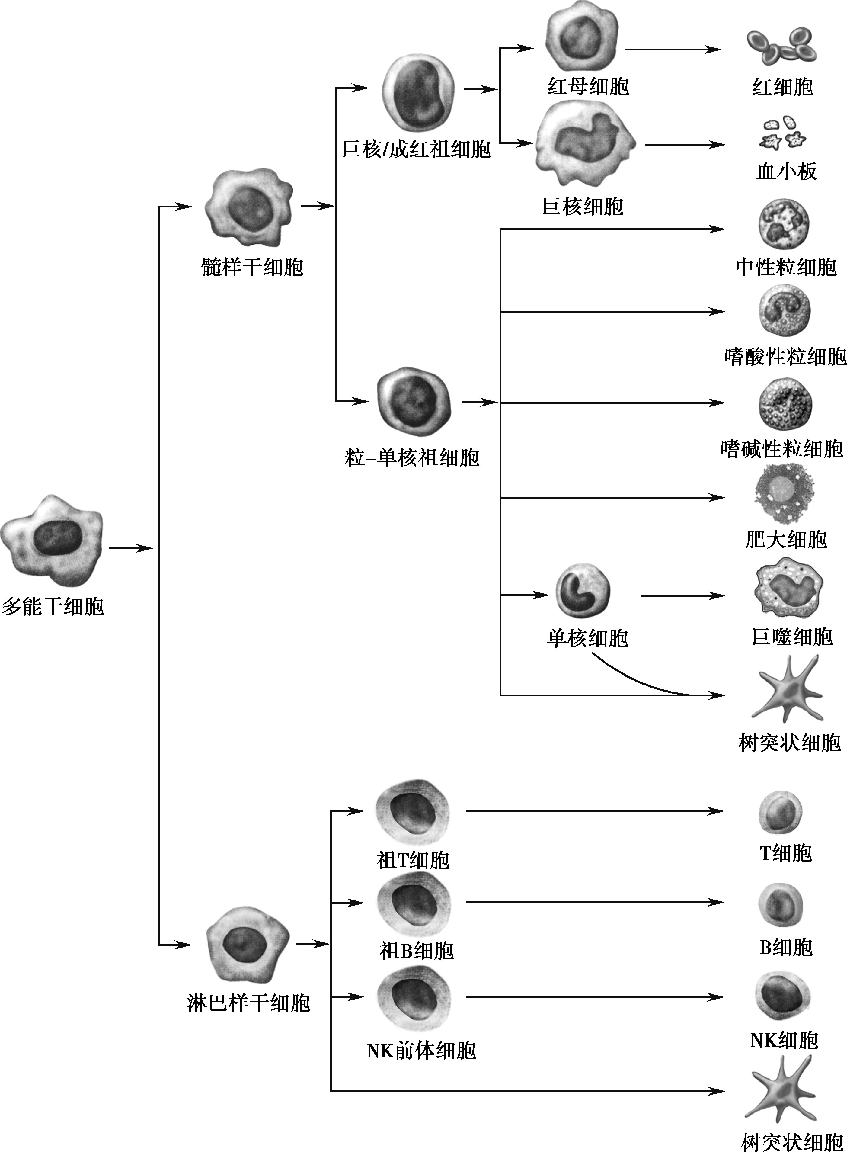 图2-6 骨髓造血干细胞的分化发育