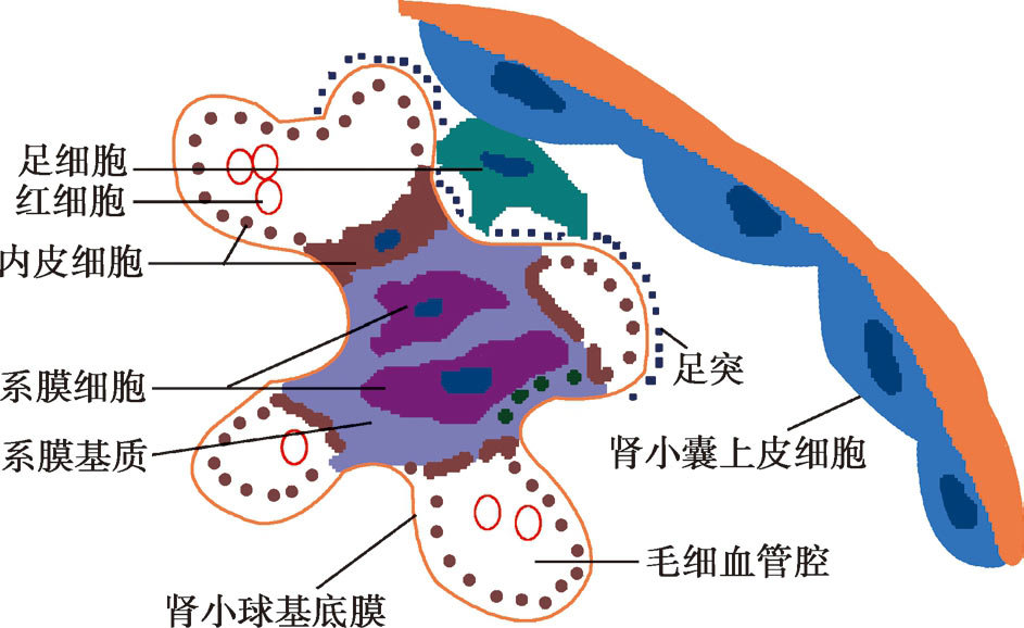 图5-2-1 正常毛细血管模式图