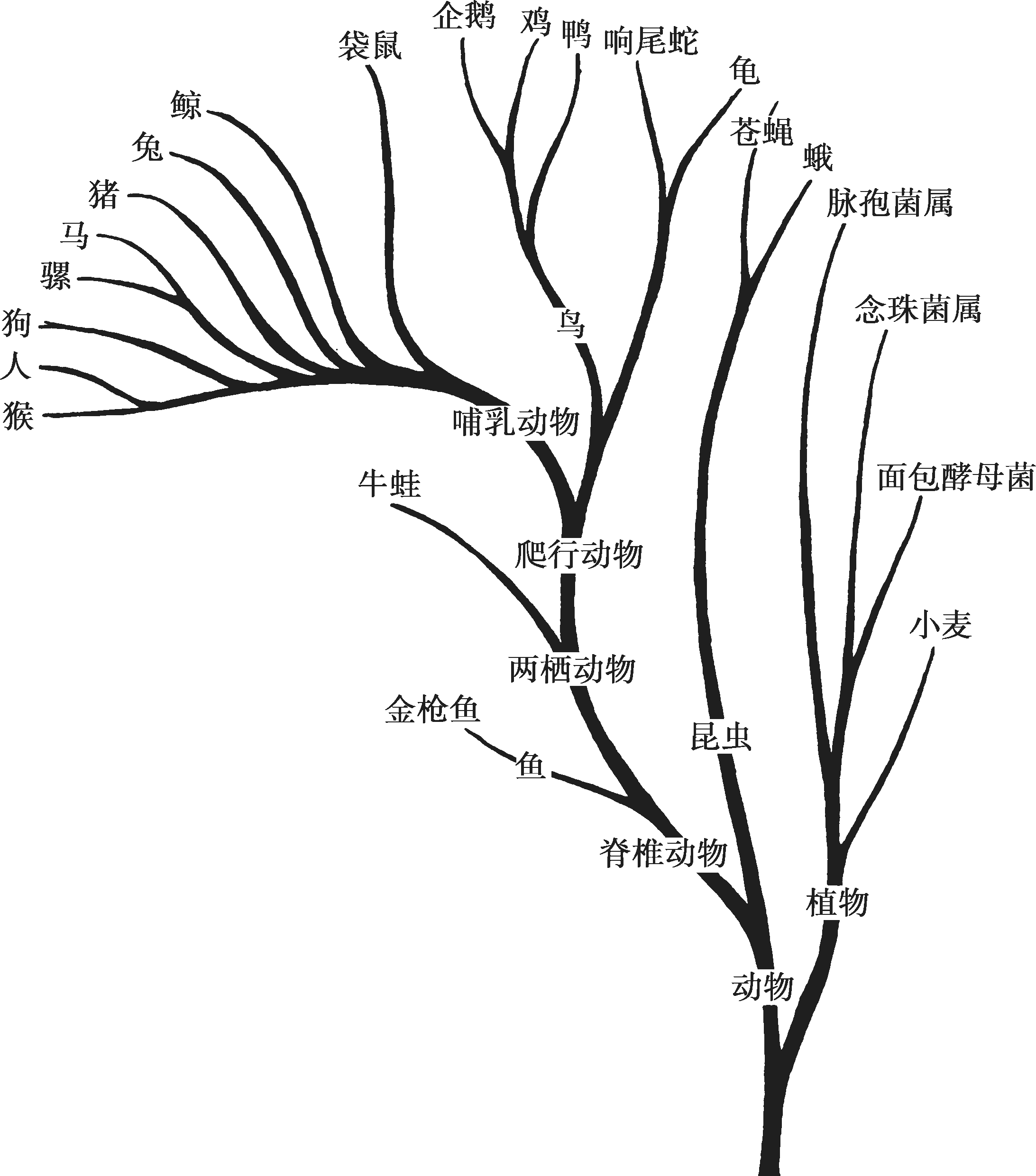图2-21 细胞色素c进化树