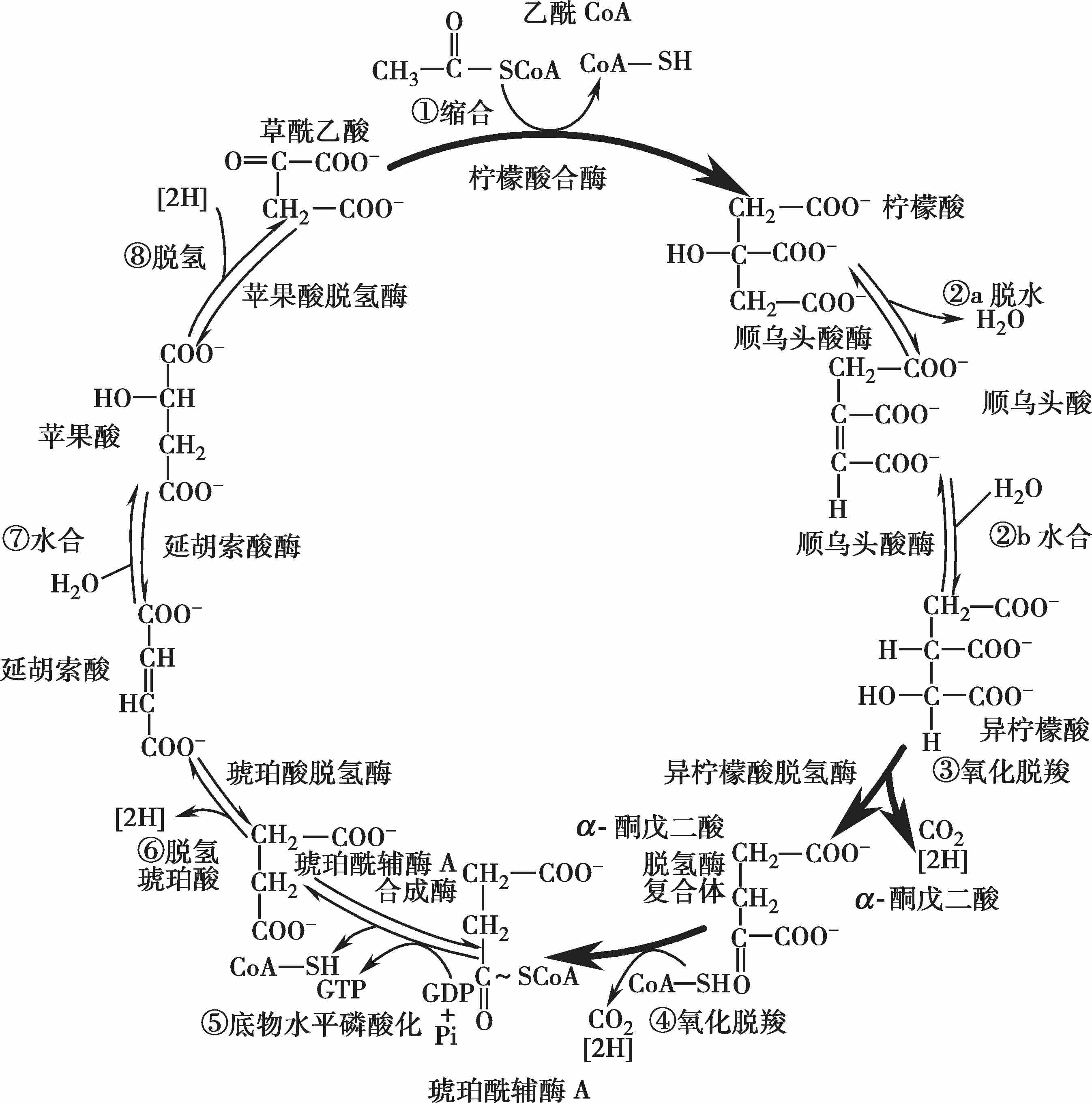 三羧酸循环反应过程可归纳如图5-4.