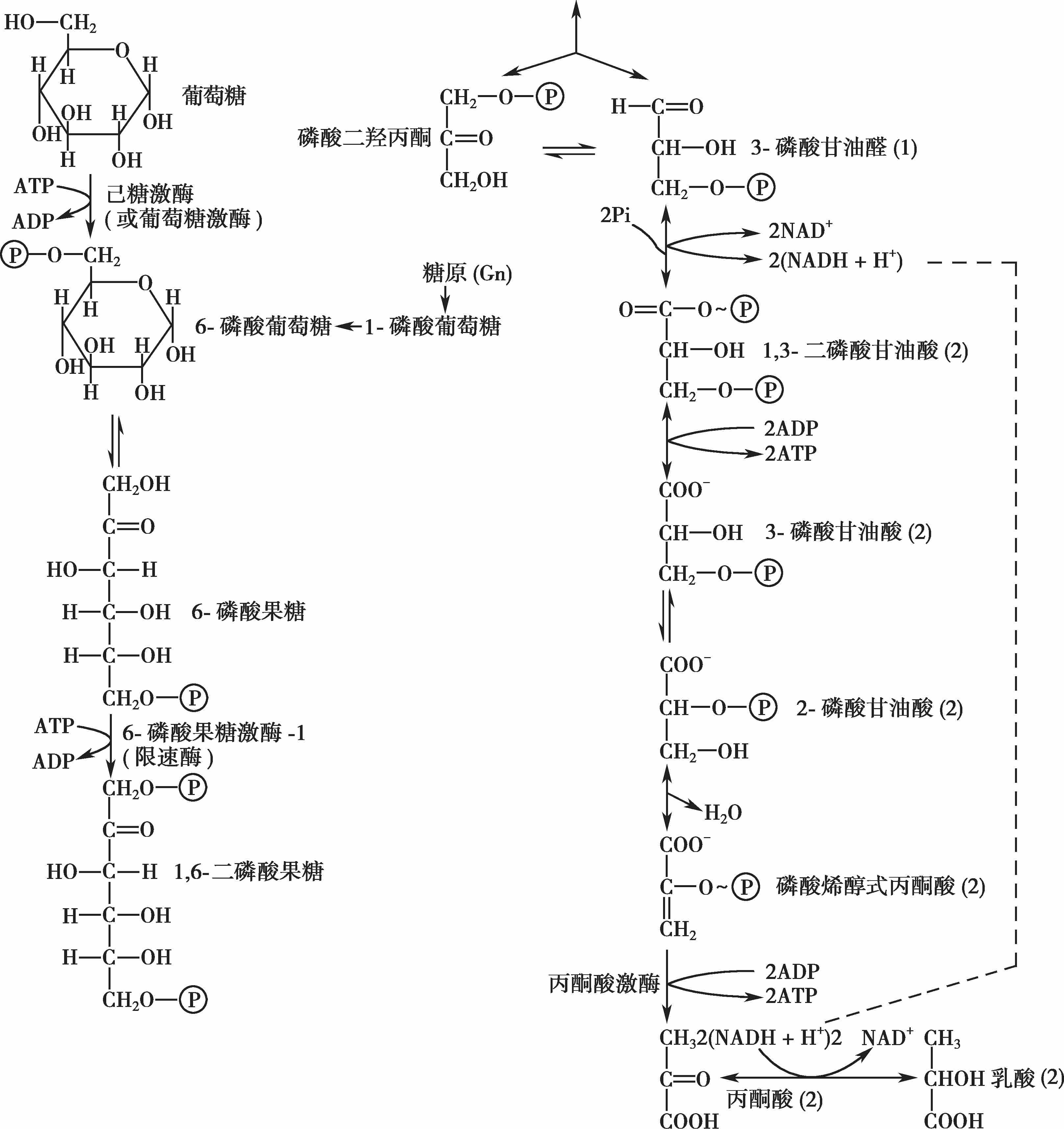 图5-1 糖酵解的代谢途径