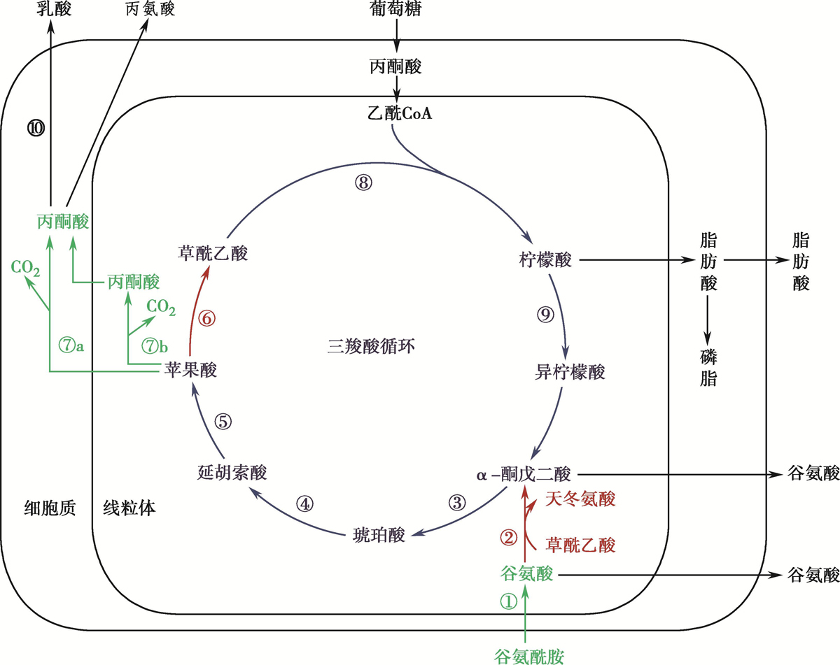 图4-3-2 谷氨酰胺分解代谢