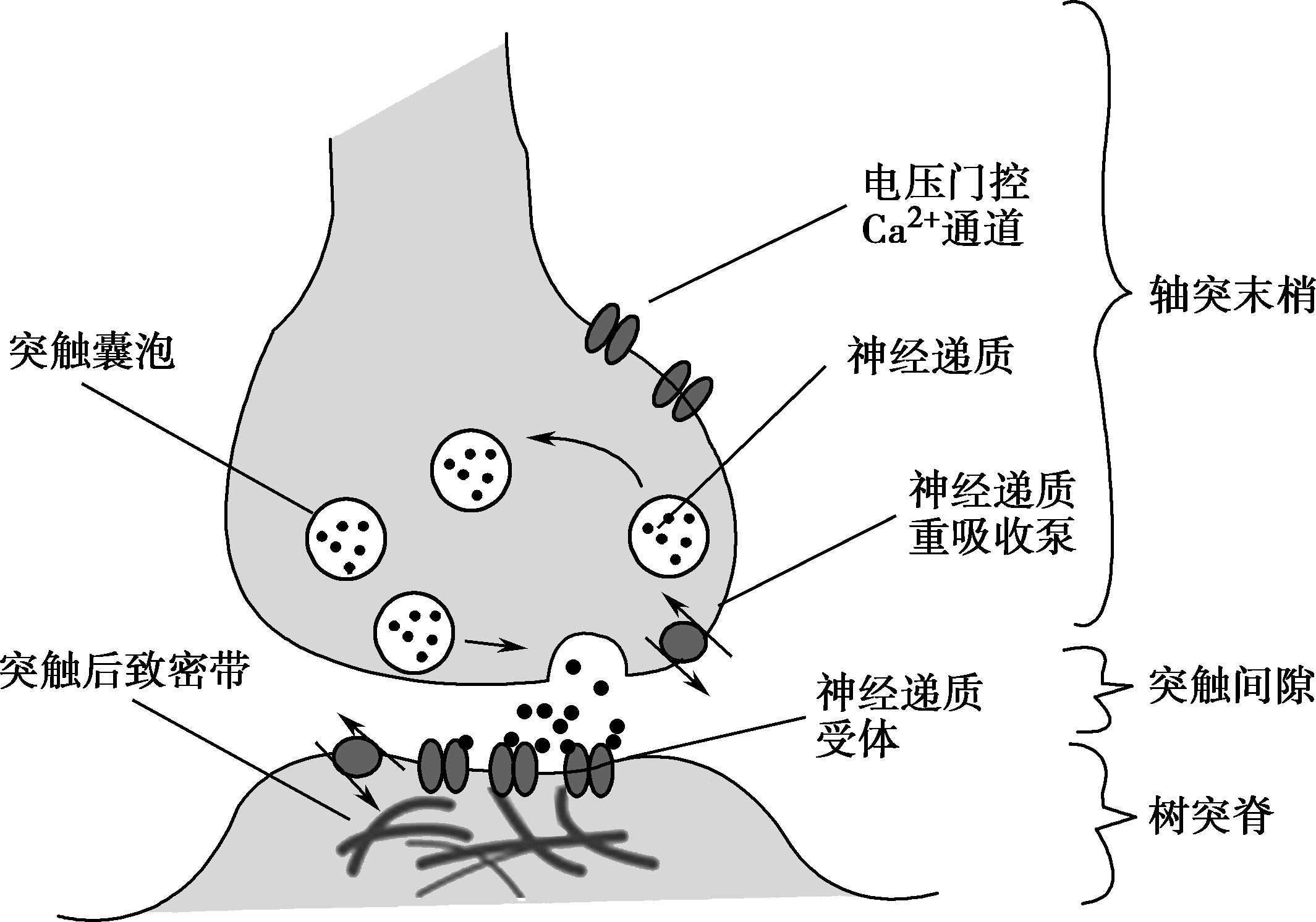 图2-5-1 化学性突触结构示意图