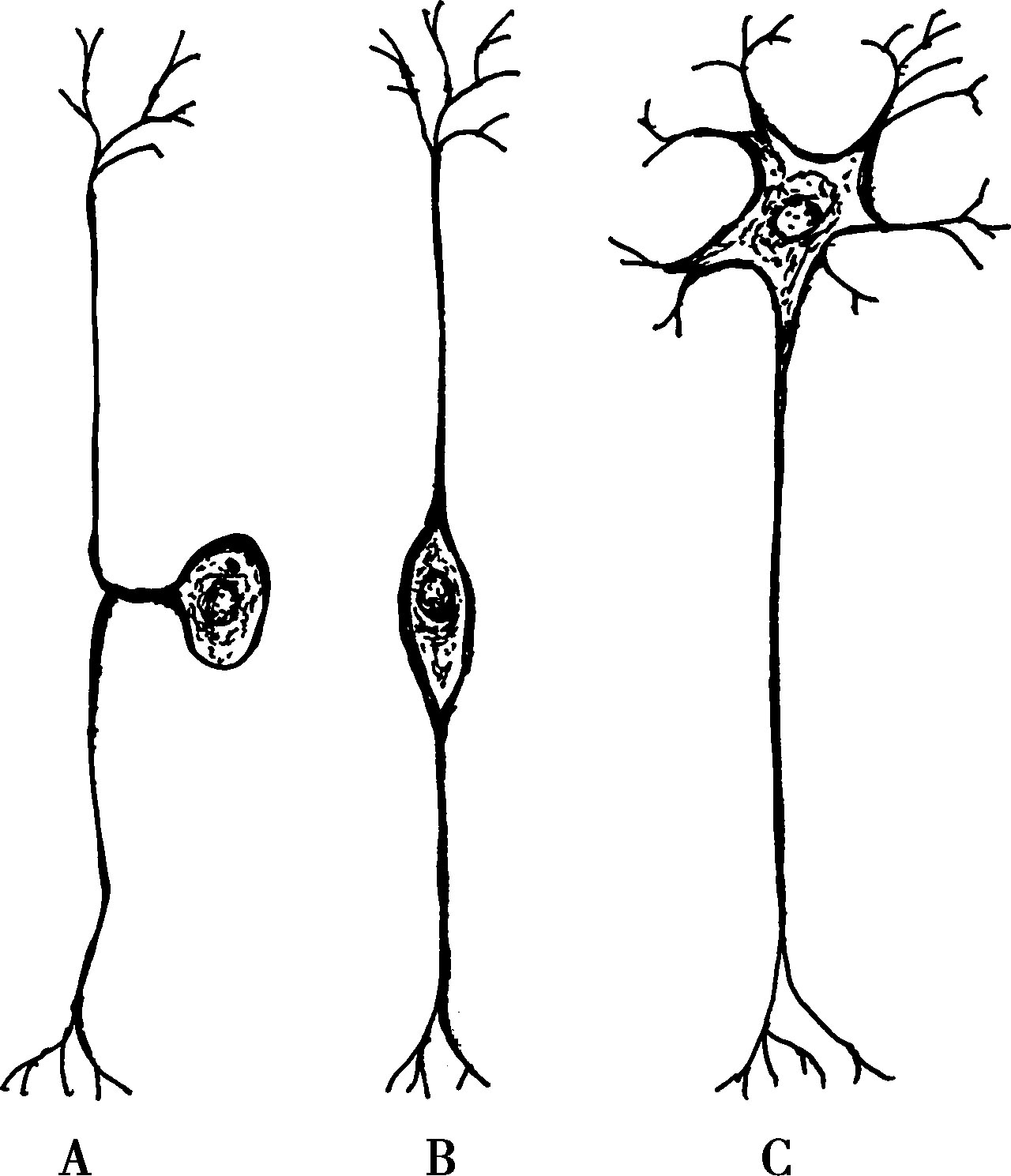 图2-2-3 神经元基本形态