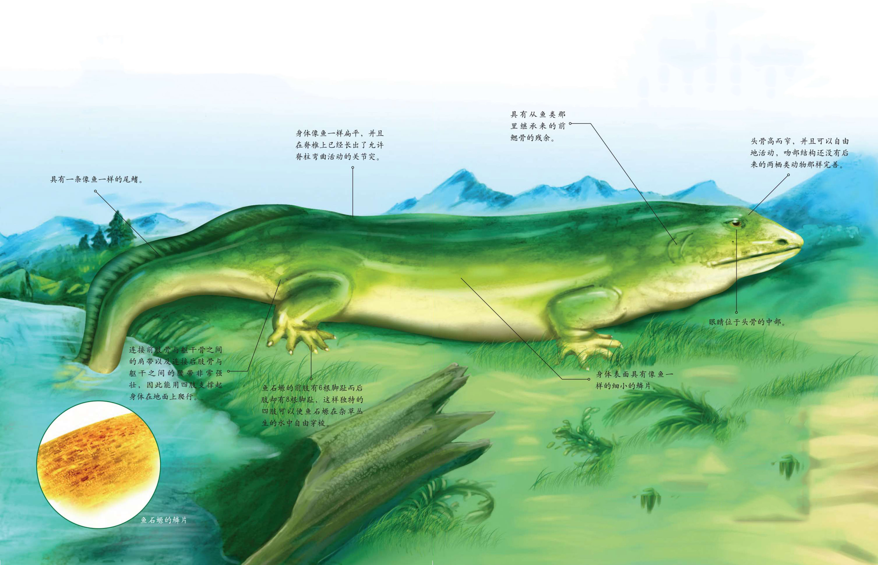鱼石螈          鱼石螈是目前已知最早的两栖类动物.