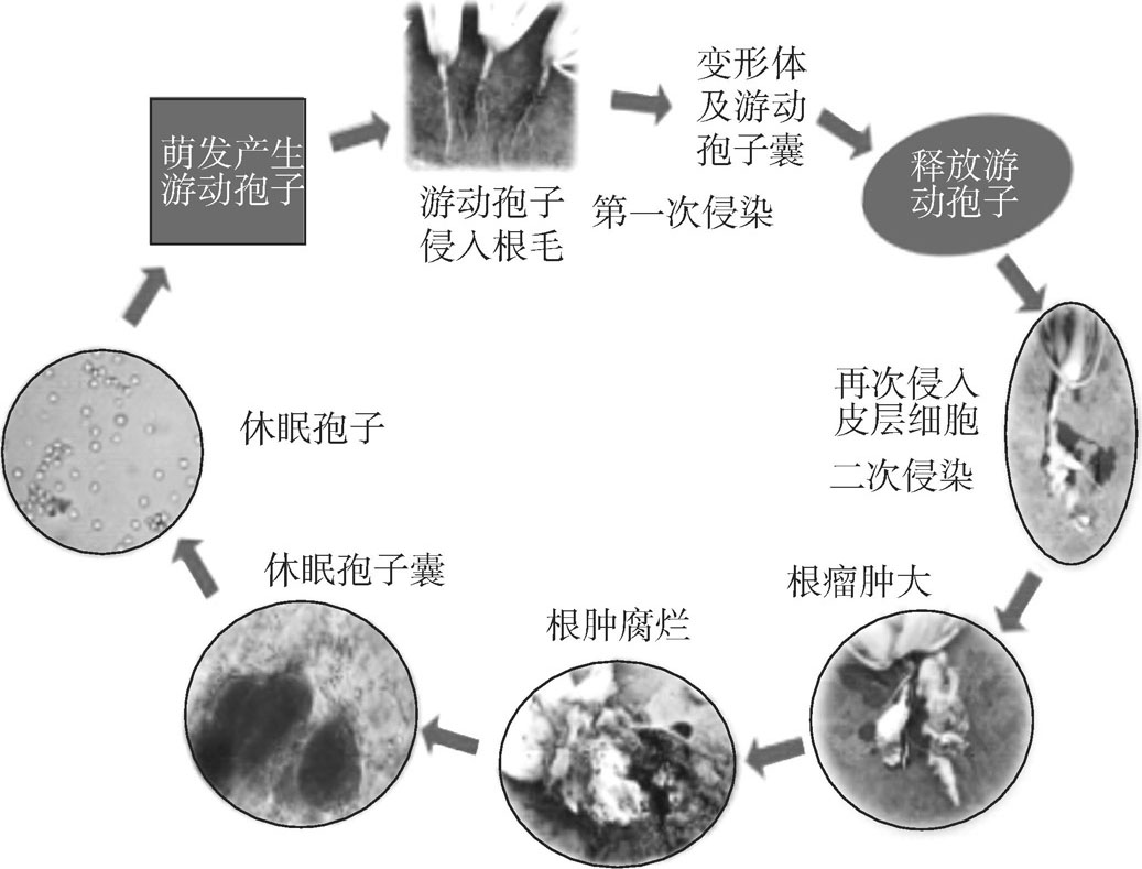 初侵染阶段是指土壤中休眠孢子萌发形成初生原生质团,初级游动孢子囊