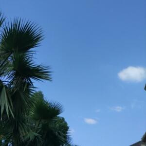 明末之争霸天下的圈子(掌阅)