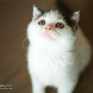 little cat