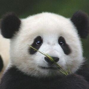 熊猫少年