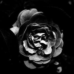 古宅里的黑蔷薇