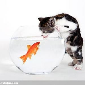 金鱼爱上猫