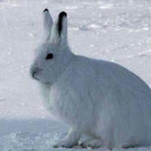 雪域之兔