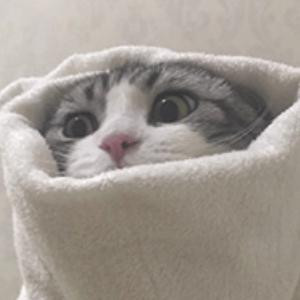 卷卷cat