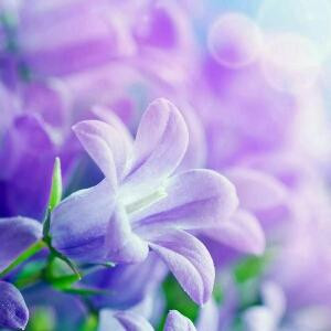 紫色的水晶铃兰
