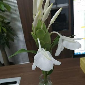 星阑
