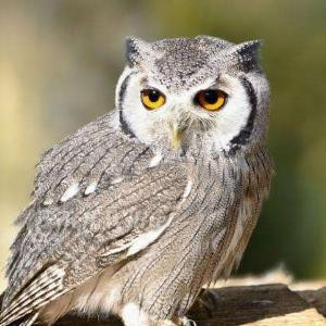 小owl