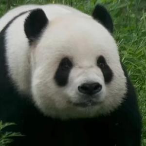 橙心