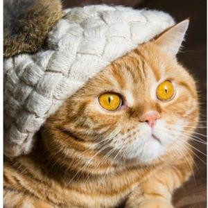 粘人的小猫咪