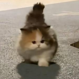柿柿