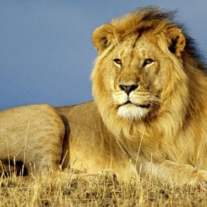 ۩荒嘢✿雄獅۩