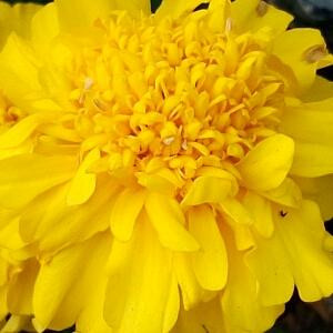 夹桃花海曈睫