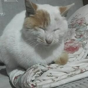 可爱云朵