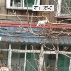 兜风使者